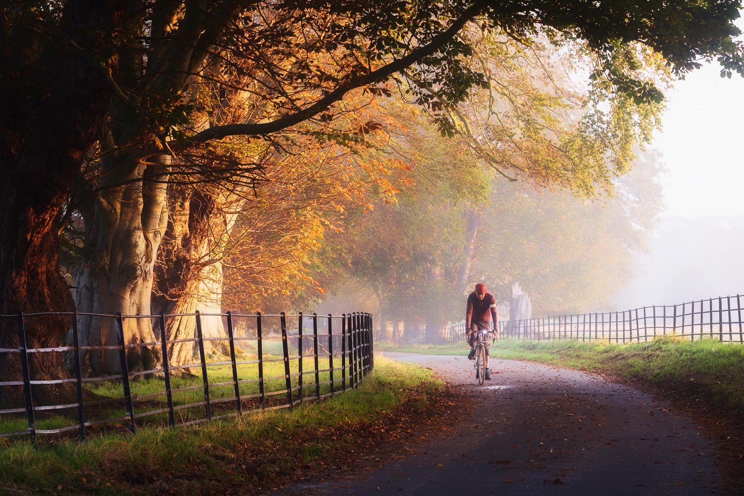 Cyclist pedalling along English country and in pretty autumn light